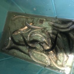 サビキ釣りでマイワシ